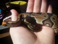 Hebi In Hand