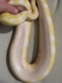 Albino-female1