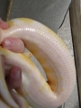 Albino-female2