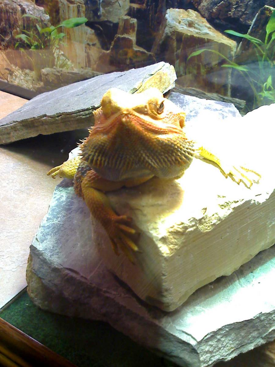 Zeus