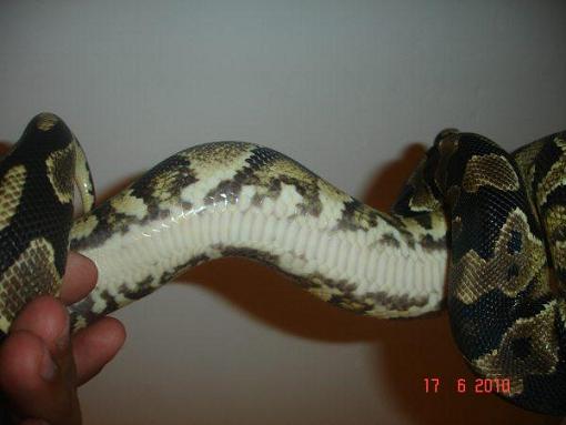 Ybm