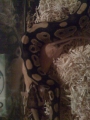 Gracefrog