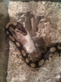 Gracefrog