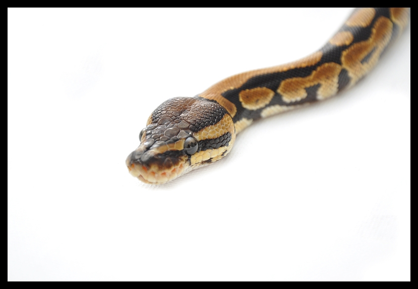 Milo, My Female 08 Normal Bp