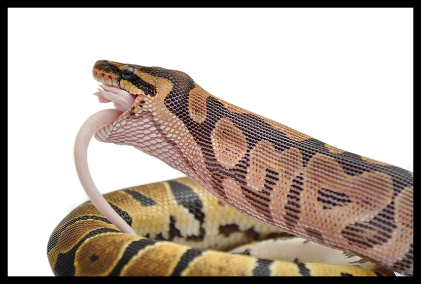 Milo