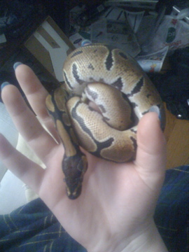 Pretzel At First