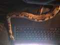 Pretzel And The Laptop