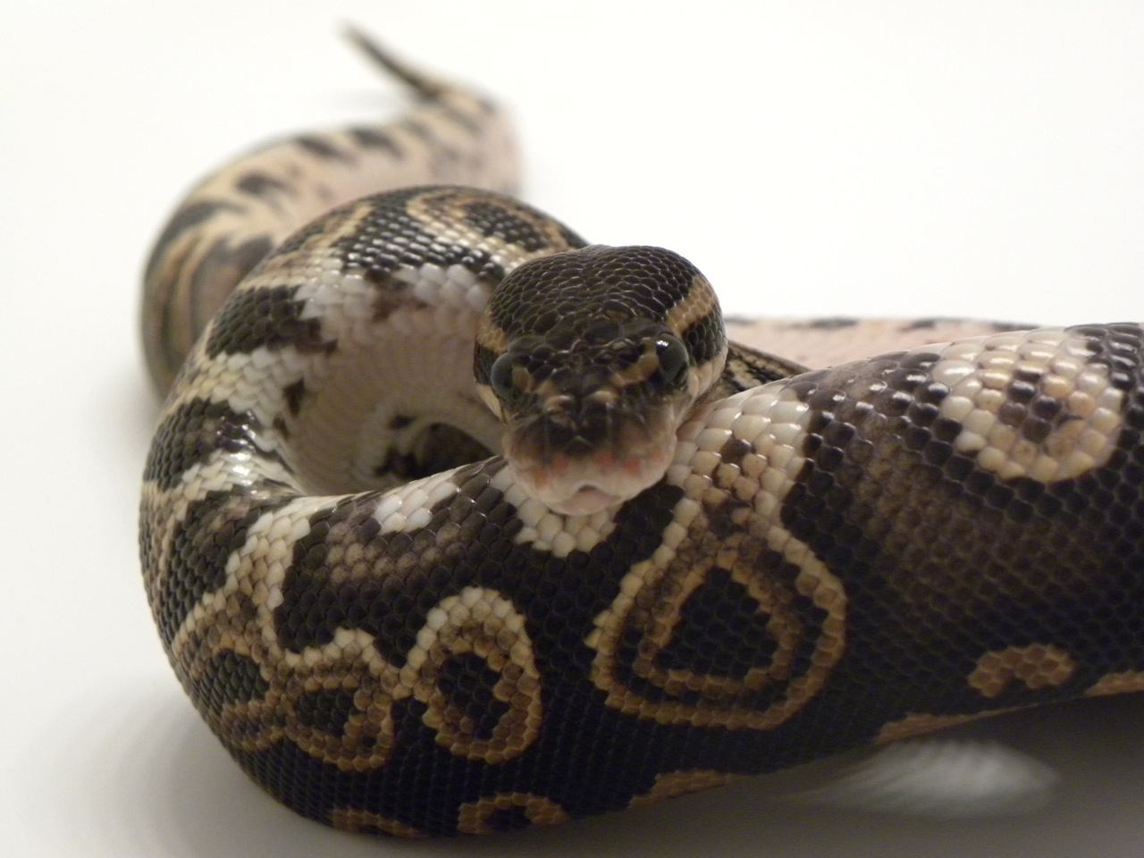 Black Pastel3