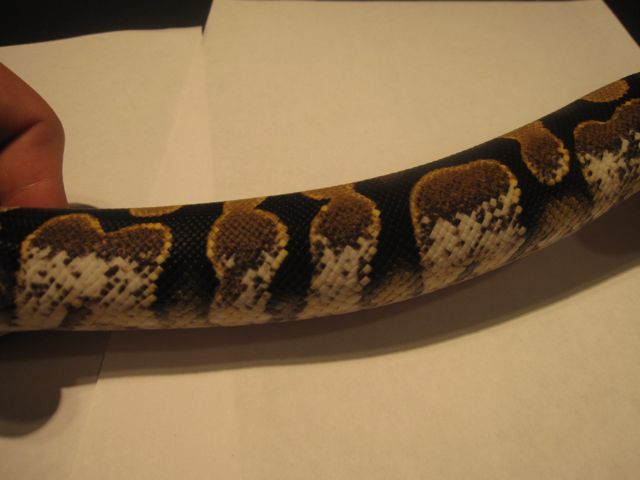 Calico Male
