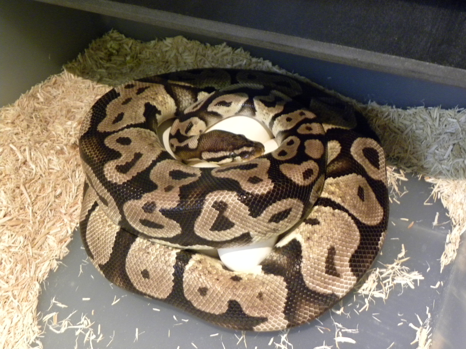 Pastel X Kingpin Eggs