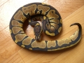 Odd Normal And Albino