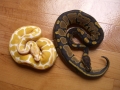 Odd Normal And Albino