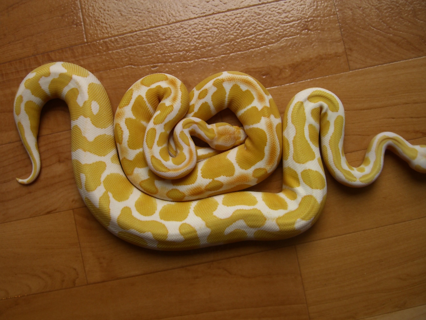 Odd Normal And Albino