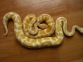 Odd Normal And Albino