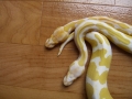 Odd Normal And Albino