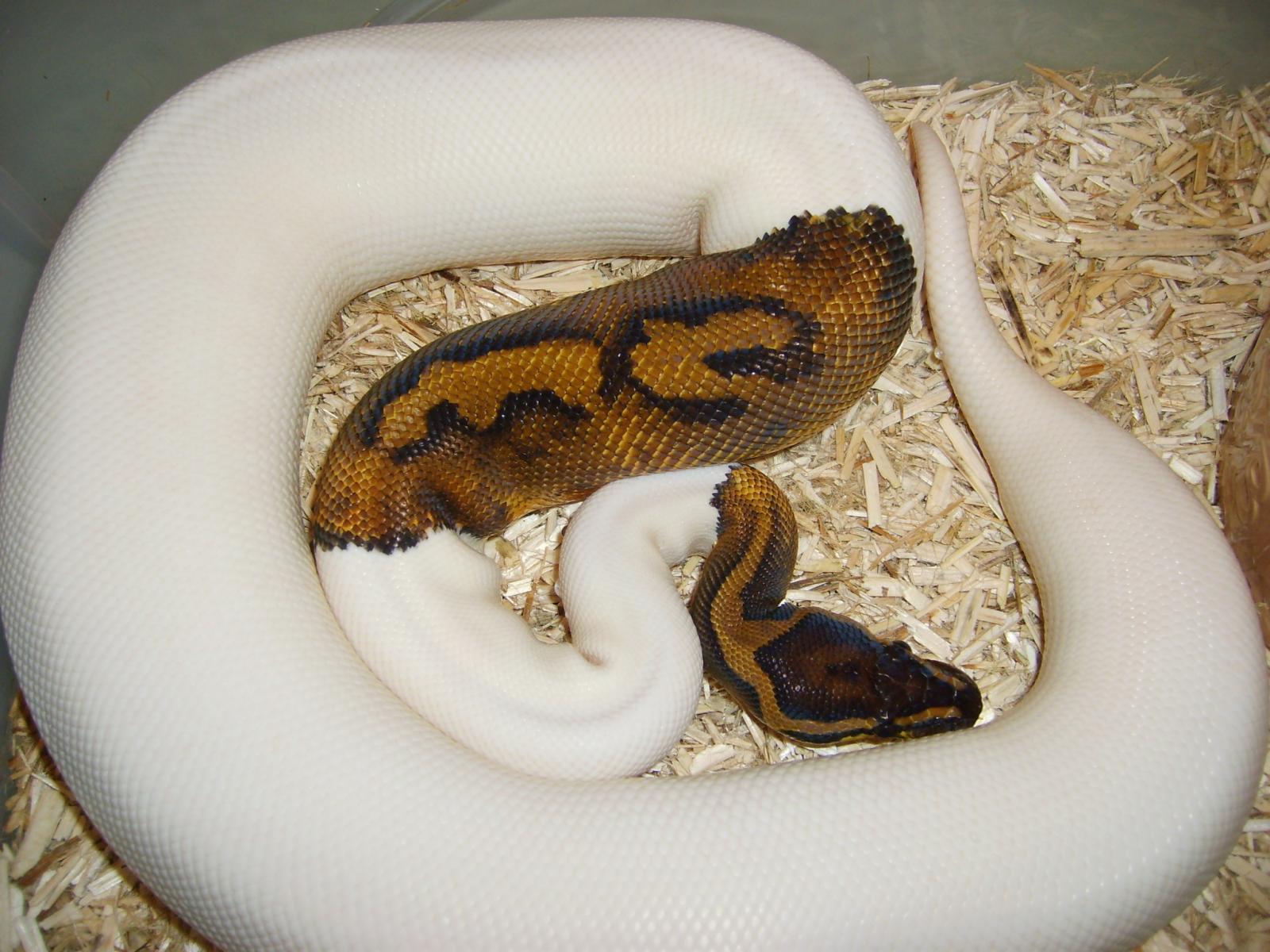 high or low white pied ball python.