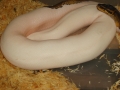 Pied Female