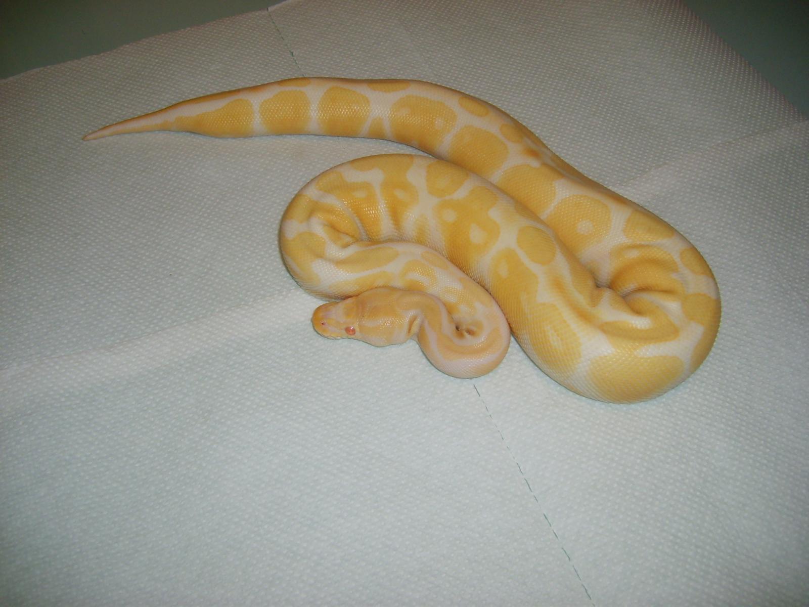 Albino