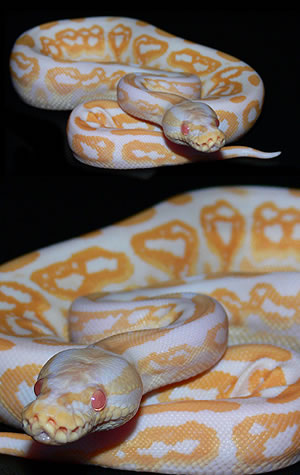 Black Pastel Albino