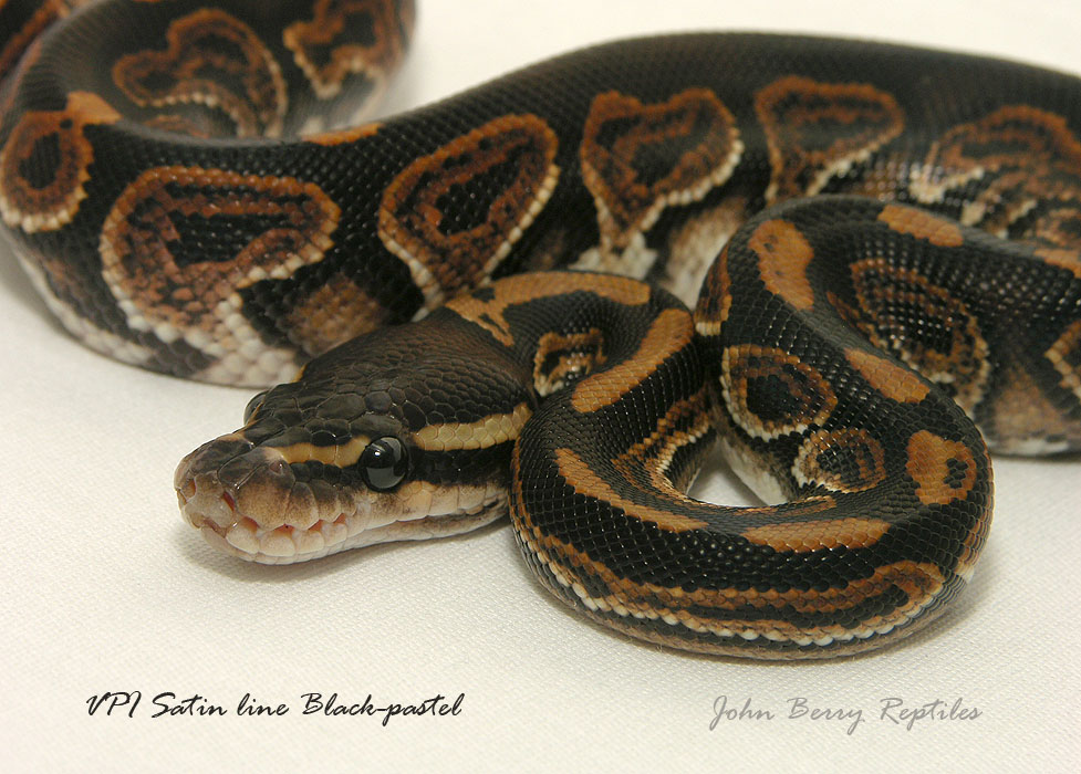 Black Pastel
