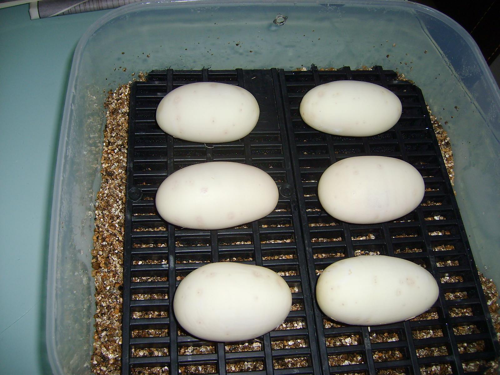 eggs 001
