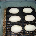 eggs 001