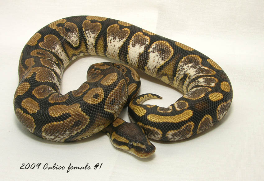 June2010 Snakes 6 20016a
