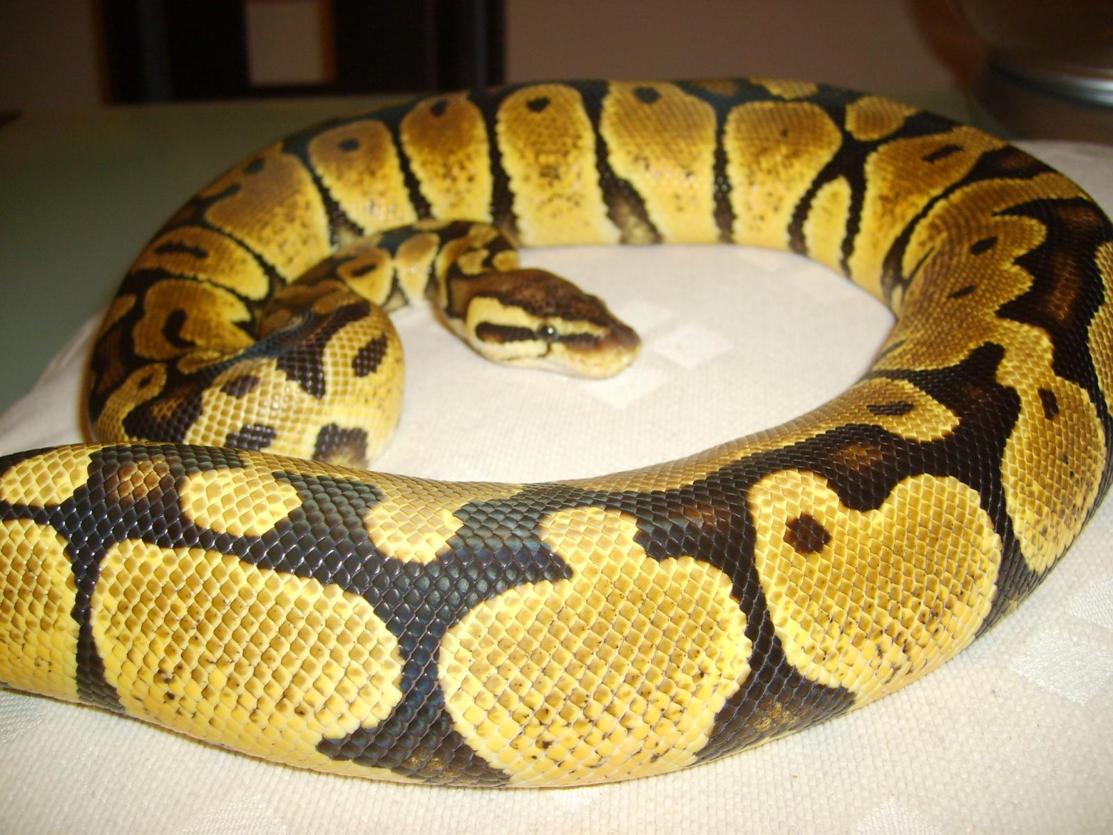 Pastel F 2