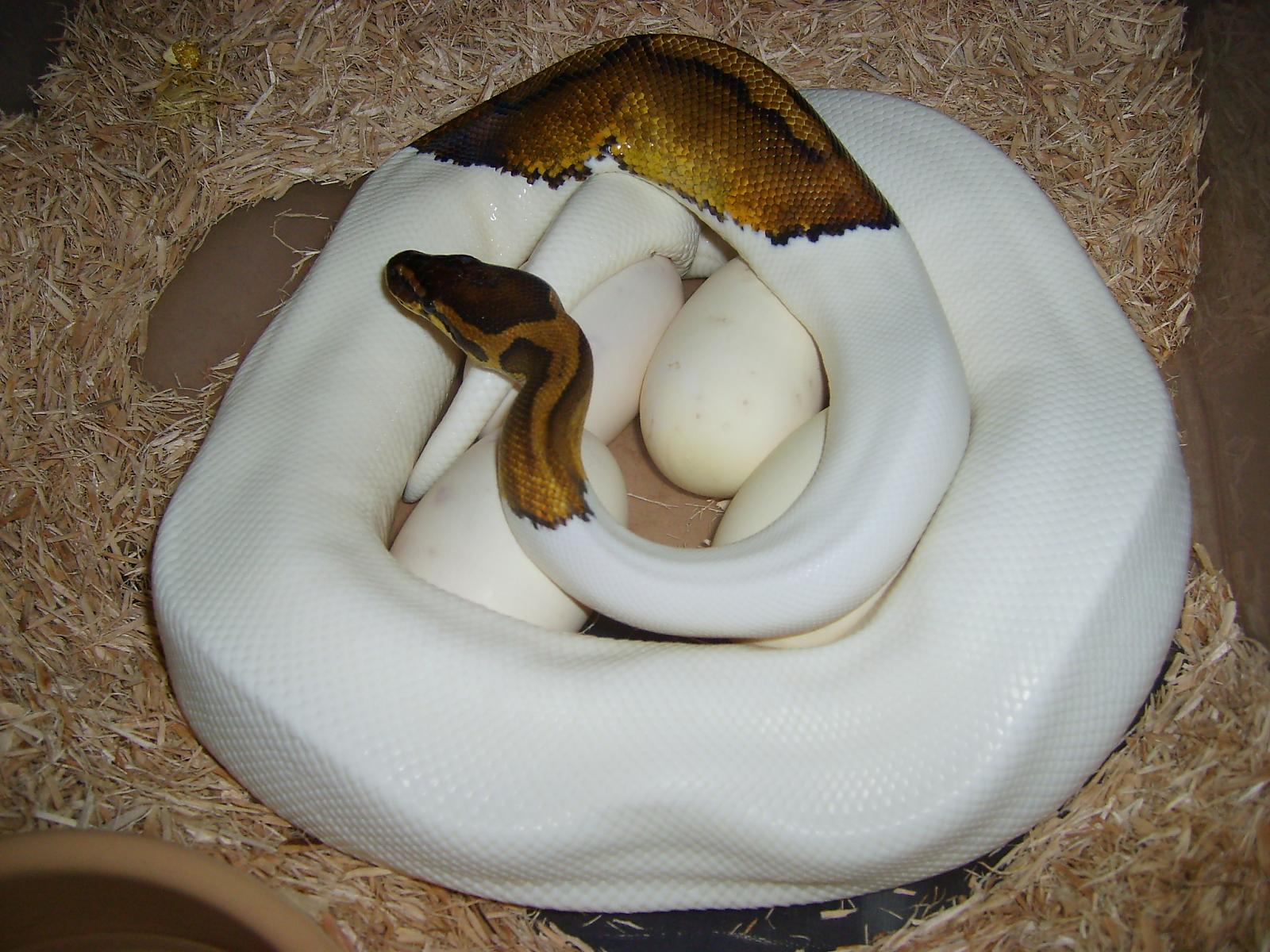 pied laying 001