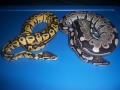 Pastel And Axanthic