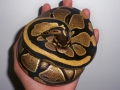 Normal Ball Python 09