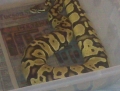 Pastel