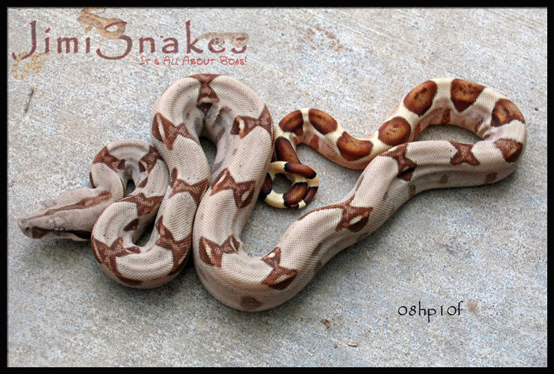 Boa #2