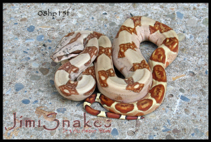 Boa# 1