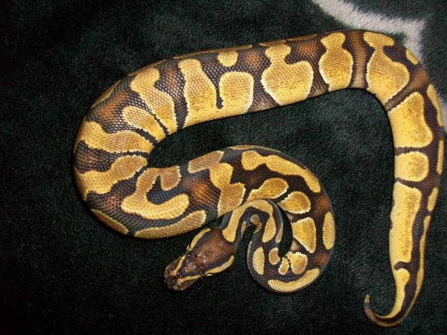 0.1 Enchi