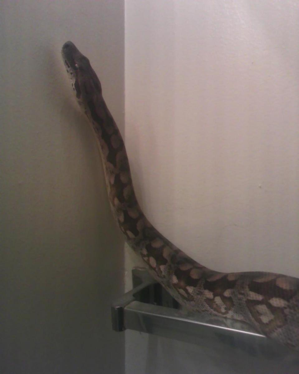 Little D, Dumeral Boa