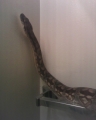 Little D, Dumeral Boa