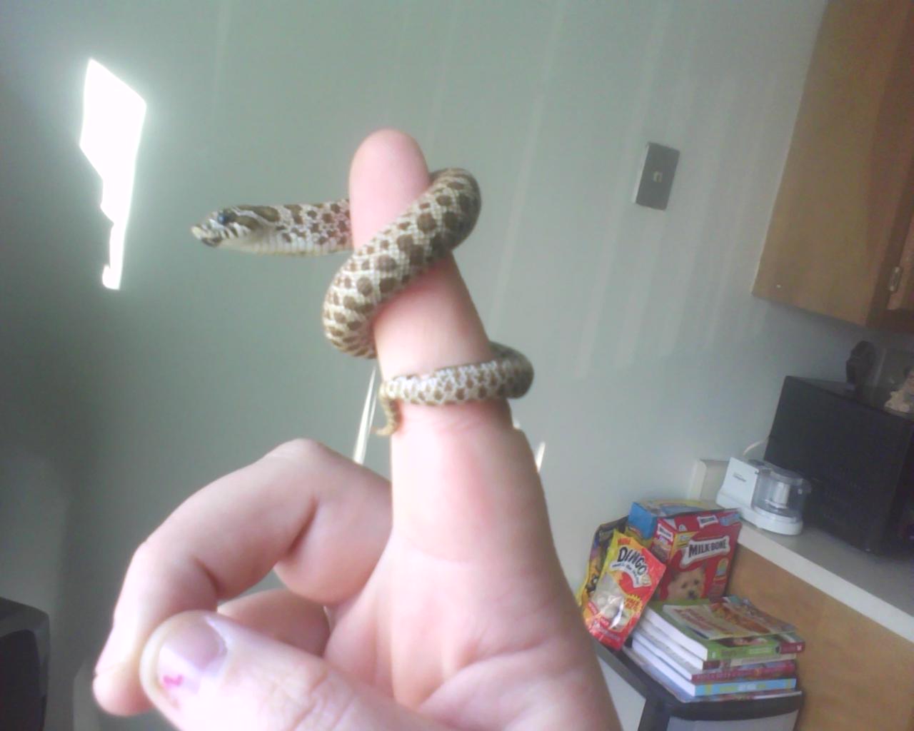Tiny- Western Hognose