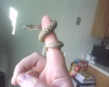 Tiny- Western Hognose