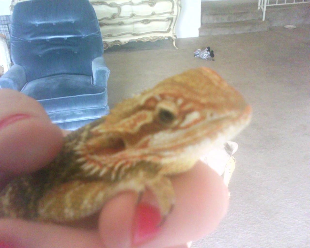 Red Golden Beardie