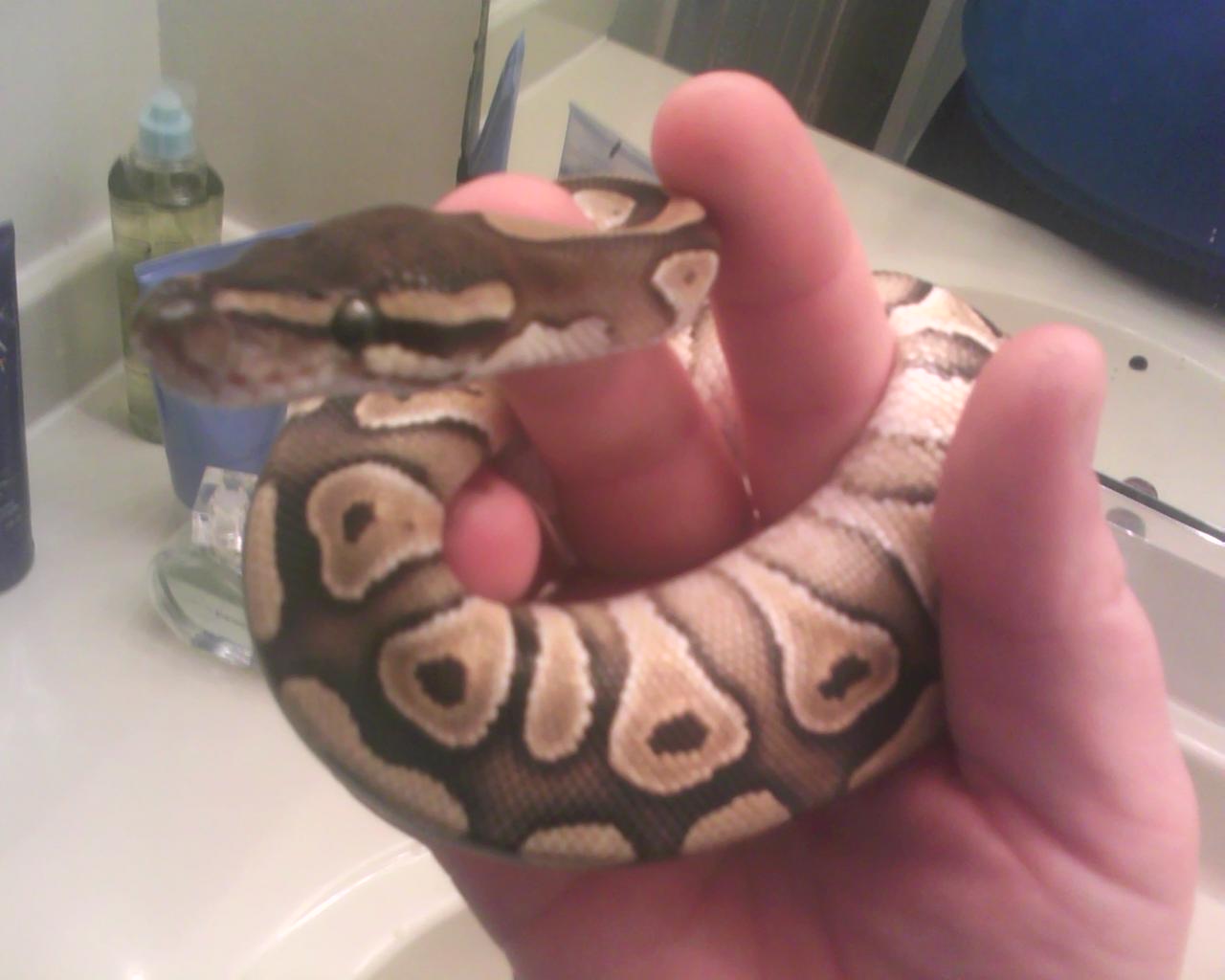 Moe, The Mojave
