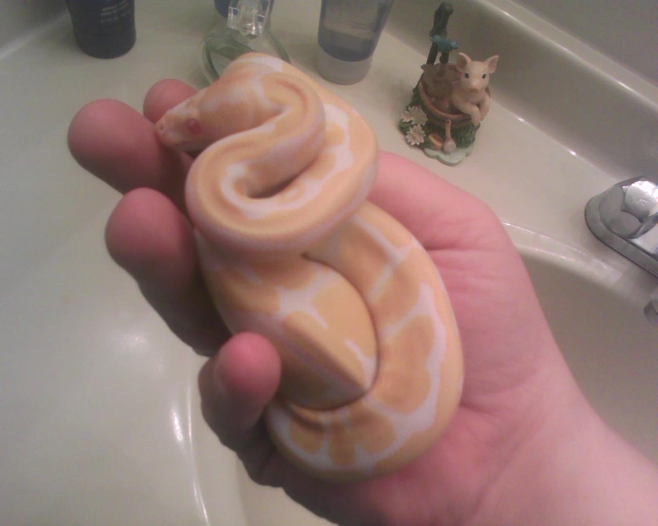 Yoki, Albino