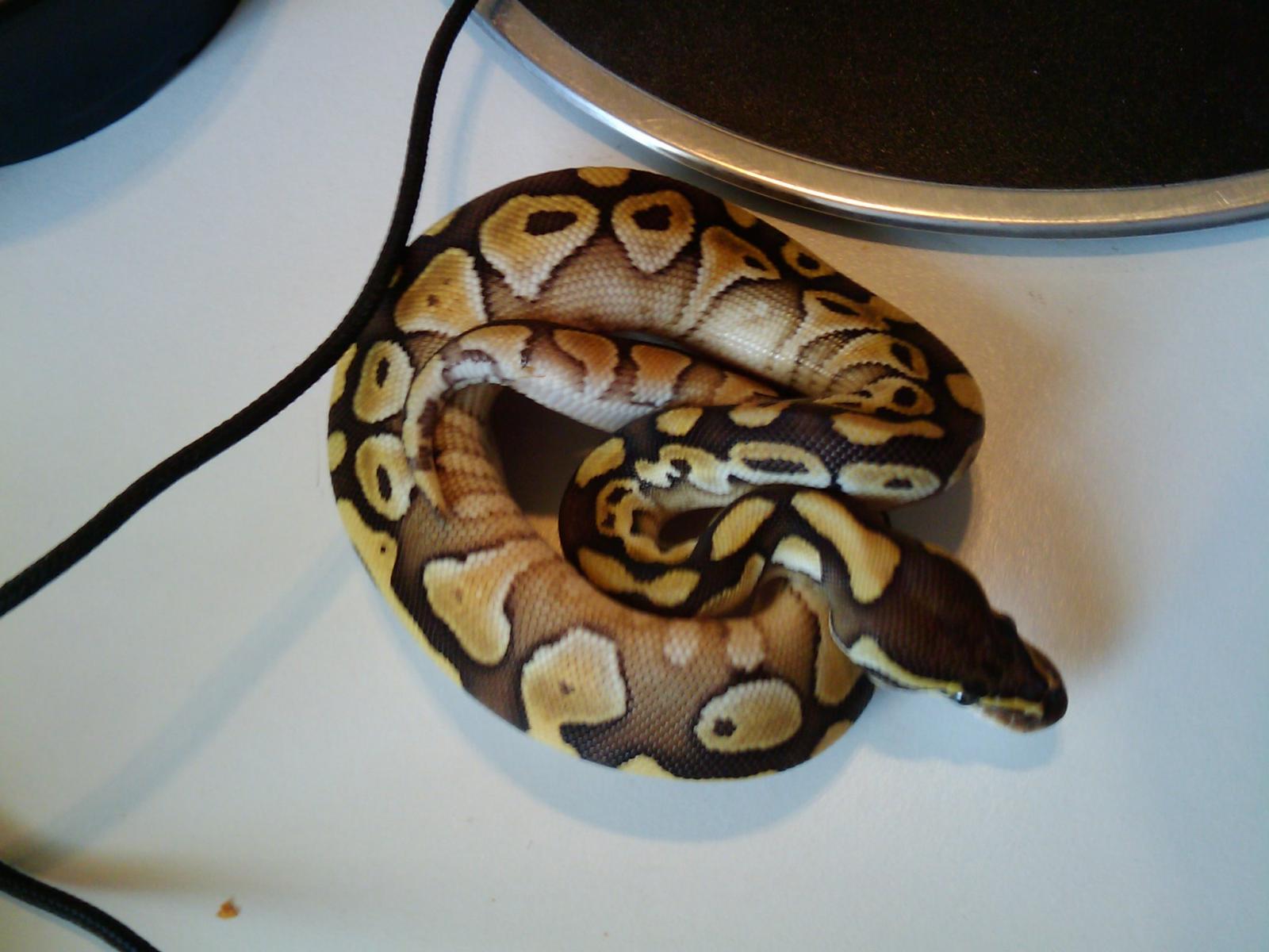 Mojave And Lesser