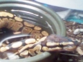My Bp Kinky
