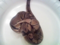 My Bp Kinky