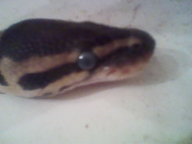My Bp Kinky