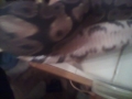 My Bp Kinky