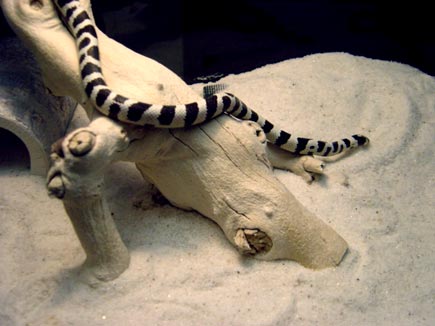 snake2