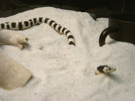 snake4