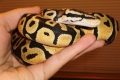 08 Male Pastel